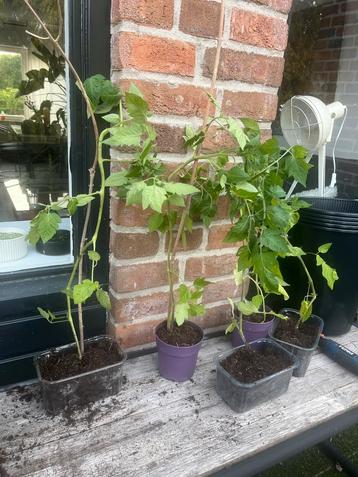 Tomaten plantjes 🍅🌱✨ beschikbaar voor biedingen