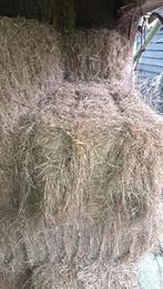 50 Kleine baaltjes hooi, Dieren en Toebehoren, Ophalen, Vee