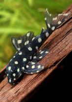L201 pleco - volwassenen ( 2v, 3m), Vis