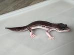 Black Night Mack Super Snow Eclipse (Panda) luipaardgekko, Dieren en Toebehoren, Reptielen en Amfibieën, Hagedis, 0 tot 2 jaar