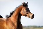 TOP! Arabier merrie. Fok of rijpaard, Dieren en Toebehoren, Paarden, Merrie, Minder dan 160 cm, Gechipt, 3 tot 6 jaar