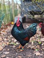 2* Haan barnevelder kriel dubbel goud gezoomd, Dieren en Toebehoren, Pluimvee, Mannelijk, Kip