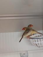 GEZOCHT. Div soorten tropen, Dieren en Toebehoren, Meerdere dieren, Tropenvogel