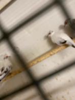 Diamantduiven bont, Dieren en Toebehoren, Vogels | Overige Vogels, Meerdere dieren