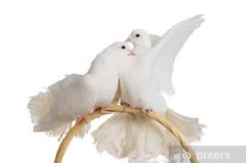 Witten Pauwstaarten. beschikbaar voor biedingen