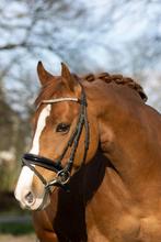 Verzorgpaard bijrijdpaard leasepaard lease paardrijlessen, Dieren en Toebehoren, 1 paard of pony