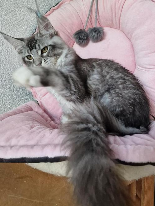 Maine coons -wegens annulering poesje met  stamboom is vrij, Dieren en Toebehoren, Katten en Kittens | Raskatten | Langhaar, Meerdere dieren