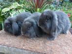 Trio Raszuivere Nederlandse Hangoor Dwergen, Dieren en Toebehoren, Konijnen, Meerdere dieren, Dwerg, Hangoor, 0 tot 2 jaar
