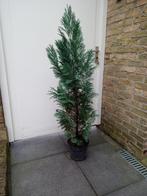 Coniferen, Ophalen, Conifeer, 100 tot 250 cm
