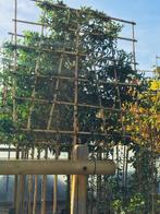 Leibomen groenblijvend Lusitanica Angustifolia rek 120-120, Leiboom, Halfschaduw, 100 tot 250 cm, Zomer