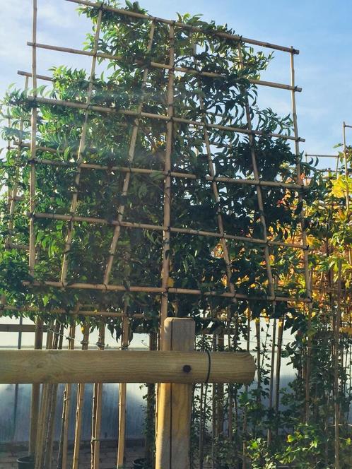 Leibomen groenblijvend Lusitanica Angustifolia rek 120-120, Tuin en Terras, Planten | Bomen, Leiboom, 100 tot 250 cm, Halfschaduw