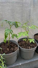 Grote en kleine tomaten planten, Tuin en Terras, Planten | Tuinplanten, Volle zon, Groenteplanten, Eenjarig, Ophalen of Verzenden