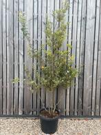 Kurkeik en steeneik meerstammig leverbaar tot 250 cm hoog, Tuin en Terras, Planten | Bomen, Overige soorten, Lente, 100 tot 250 cm