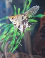 Jonge Koi maanvissen