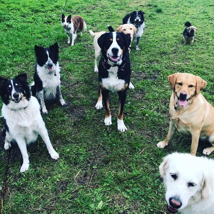 Hondenuitlaatservice aangeboden, Dieren en Toebehoren, Hondenriemen, Ophalen