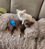 Chihuahua puppy's,raszuiver,langharig en kortharig, reutjes, Dieren en Toebehoren, België, Particulier, Rabiës (hondsdolheid)