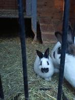 Nog 1 mooi Lotharingen voedster, Vrouwelijk