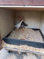 Ko Shamo, Dieren en Toebehoren, Pluimvee, Meerdere dieren, Kip