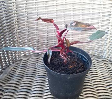 Philodendron Pink Princess  beschikbaar voor biedingen