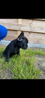 Zwarte franse bulldog pup, Rabiës (hondsdolheid), 8 tot 15 weken, Bulldog, Meerdere