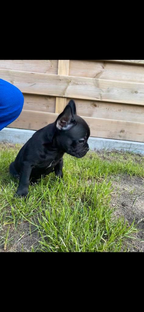 Zwarte franse bulldog pup, Dieren en Toebehoren, Honden | Bulldogs, Pinschers en Molossers, Meerdere dieren, Bulldog, Particulier