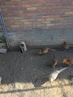 Goud fazanten koning, Meerdere dieren, Tropenvogel