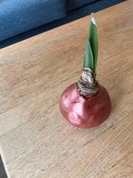 Amaryllis Bol in Koperkleur, Ophalen of Verzenden, Gehele jaar, Halfschaduw, Bloembol