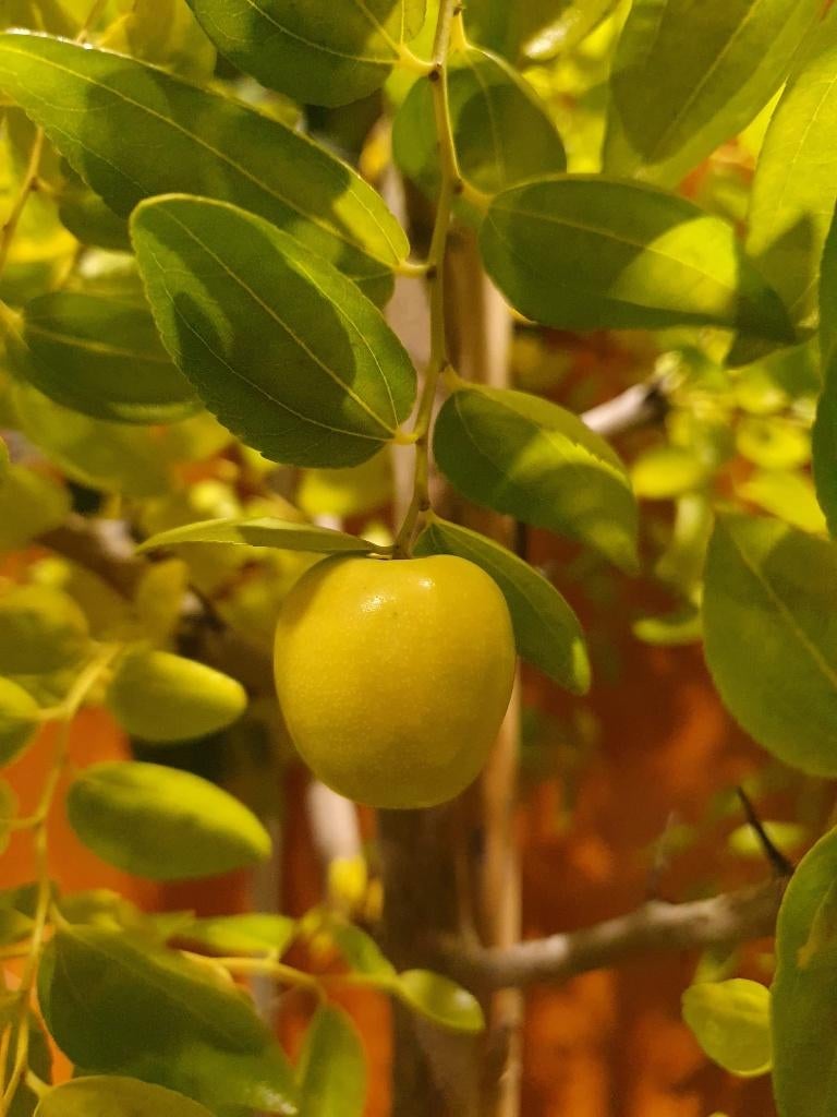 Ziziphus jujuba Chinese dadelboom voedselbos eetbaar compact, Volle zon, Vaste plant, Ophalen of Verzenden, Fruitplanten