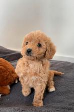Mini Australian Labradoodle, 8 tot 15 weken, Teef, Parvo, Meerdere