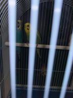 Stelletje grasparkieten, Dieren en Toebehoren, Vogels | Parkieten en Papegaaien, Meerdere dieren, Parkiet, Tam