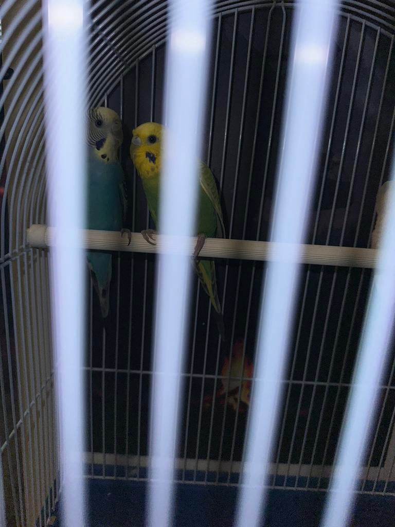 Stelletje grasparkieten, Dieren en Toebehoren, Vogels | Parkieten en Papegaaien, Parkiet, Meerdere dieren, Tam