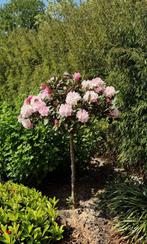 Rhododendron op stam, 150 cm -, Tuin en Terras, Planten | Bomen, 100 tot 250 cm, Zomer, Ophalen, Volle zon