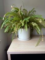 Plantenpot keramiek met Varen, Huis en Inrichting, Kamerplanten, Ophalen, Halfschaduw, Minder dan 100 cm