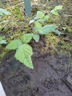 Stek doornloze braam, Zomer, Vaste plant, Fruitplanten, Ophalen