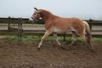 Grote haflinger ruin 1m55, Tinkermerrie 1m57 en meer!, Ruin, B pony (1.17m tot 1.27m), 0 tot 2 jaar