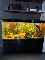 Juwel aquarium 1.20 breed compleet te koop !, Ophalen, Zo goed als nieuw, Gevuld zoetwateraquarium