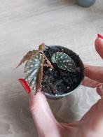 Begonia Negrosensis X Chlorosticta, Ophalen of Verzenden, Overige soorten, Minder dan 100 cm