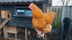 Orpington koppel buff, Dieren en Toebehoren, Pluimvee, Meerdere dieren, Kip