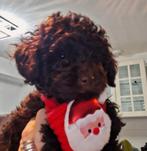 Puppy's toypoedel, Dieren en Toebehoren, Honden | Chihuahua's en Gezelschapshonden, Poedel, 8 tot 15 weken, Teef, Meerdere