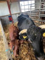 Zwarte Dexter koe met rood kalf, Dieren en Toebehoren, Runderen, Meerdere dieren, 3 tot 6 jaar