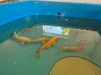 Kois, Dieren en Toebehoren, Vissen | Vijvervissen, Karper of Koi
