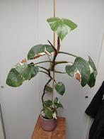 Philodendron white princess, Ophalen, Halfschaduw, Minder dan 100 cm
