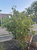 Kanstanje en sierkersboom te koop, Ophalen, Volle zon, Overige soorten