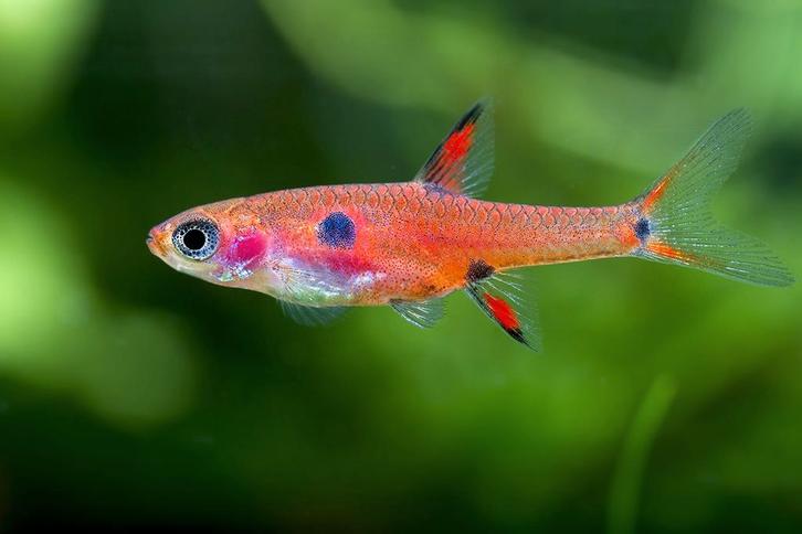 Rasbora Maculata - Borara Maculatus, Dieren en Toebehoren, Vissen | Aquariumvissen, Zoetwatervis, Vis, Schoolvis