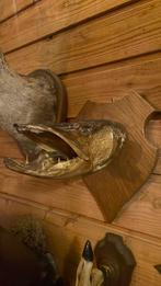 Opgezette dieren Snoek taxidermie mancave, Verzamelen, Dierenverzamelingen, Ophalen of Verzenden, Hert, Gewei of Kop