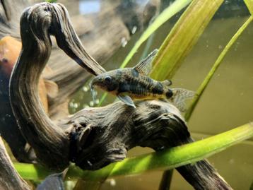 Hoplisoma Paleatus Longfin (Corydoras) beschikbaar voor biedingen