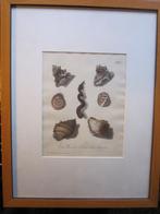 2 Mooie Gravure schilderijtjes van Schelpen  Mooie lijstjes, Antiek en Kunst, Kunst | Schilderijen | Klassiek, Ophalen