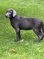Labrador, Dieren en Toebehoren, Nederland, CDV (hondenziekte), 8 tot 15 weken, Labrador retriever