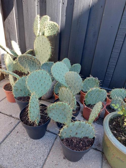 Cactus opuntia, Tuin en Terras, Planten | Tuinplanten, Volle zon, Zomer, Ophalen of Verzenden