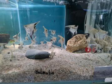 Dalmatier maanvissen, Pterophyllum Scalare Dalmatin beschikbaar voor biedingen